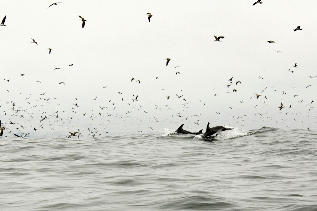 Dusky Dolphin.jpg - Dusky Dolphin (Lagenorbynchus obscurus), Pucusana Peru 2007